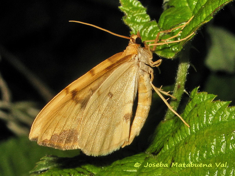 Gandaritis pyraliata - Geometridae